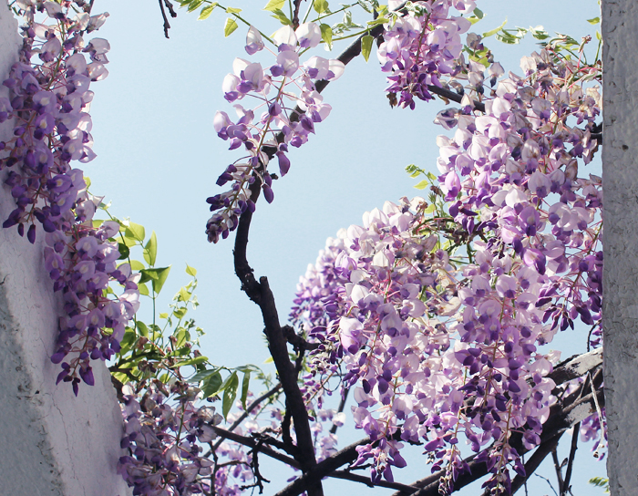 wisteria