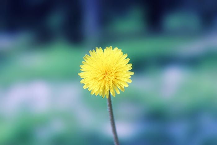 dandelion