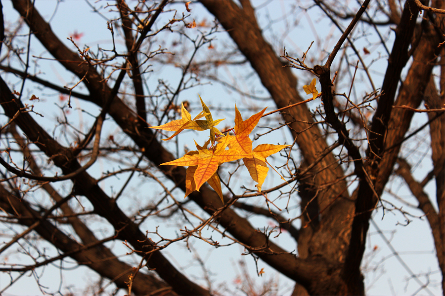 The maple leaves of autumn 3