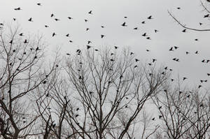 Black Bird Flock