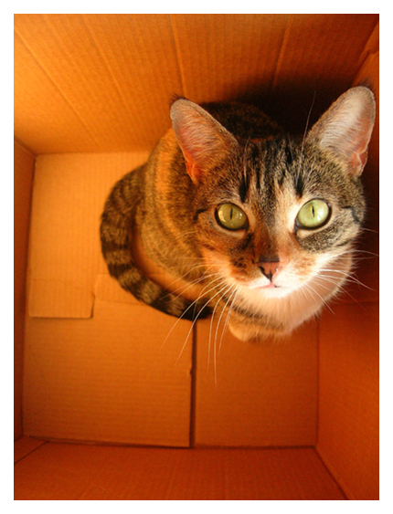 Cat in a Box