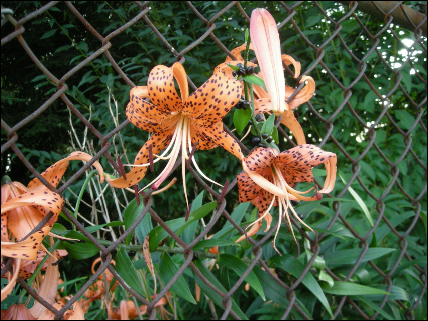 Fenced Spotted Tiger Lillies