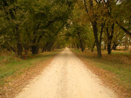 Autumn Path.