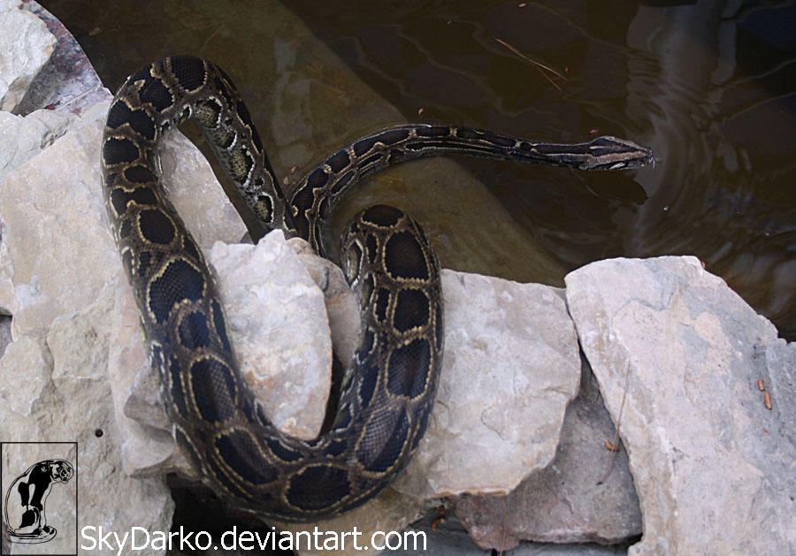 Python molurus 5 by SkyDarko on DeviantArt