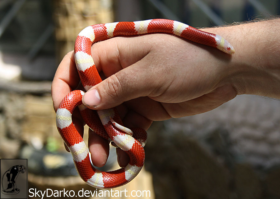 Lampropeltis triangulum nelsoni Albino