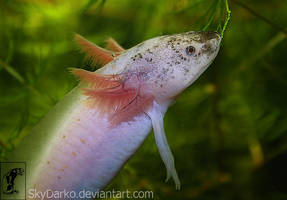 axolotl yawning