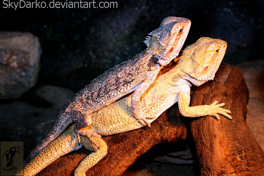 Pogona vitticeps 5