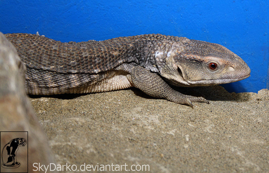 Varanus exanthematicus