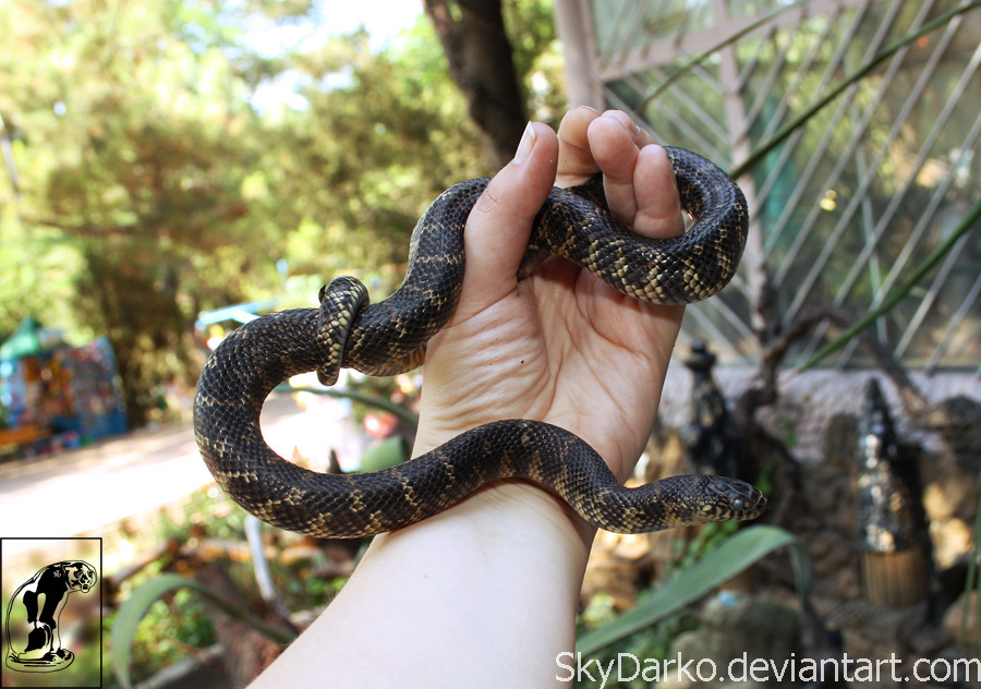 Lampropeltis getula floridana 2