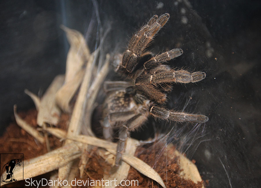 Ceratogyrus marshalli 1