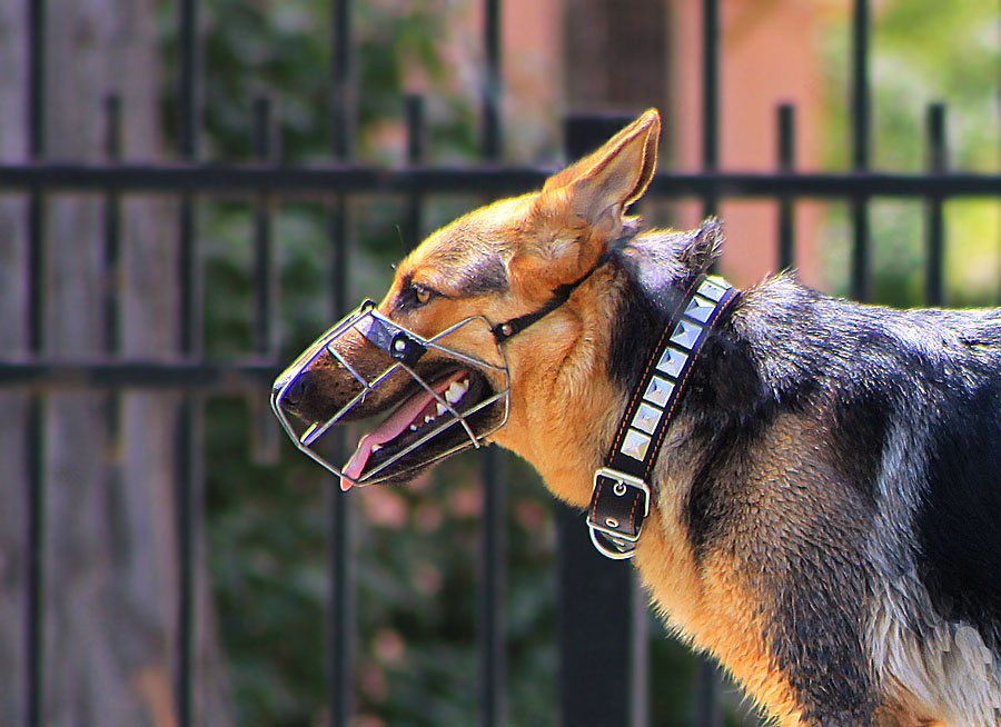 the German shepherd dog