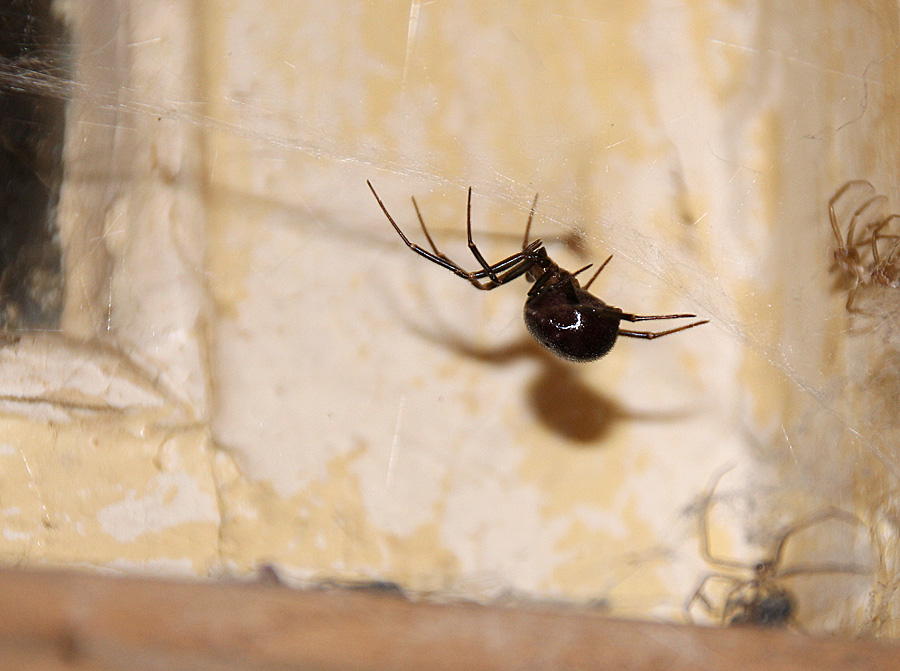 Steatoda grossa 2