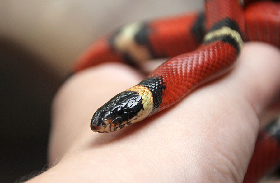 Eastern Milk Snake (Lampropeltis triangulum)