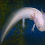 Axolotl 3