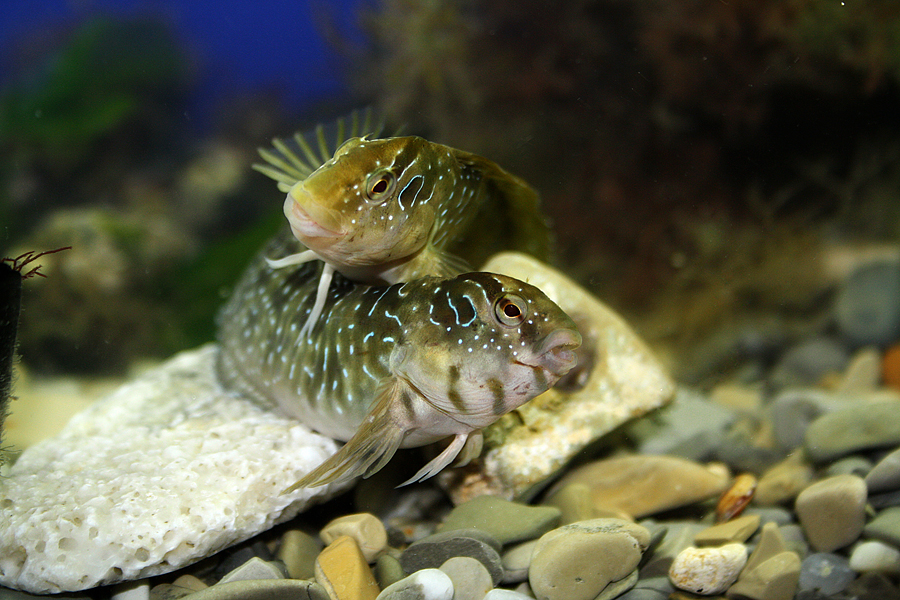 Blennius pavo