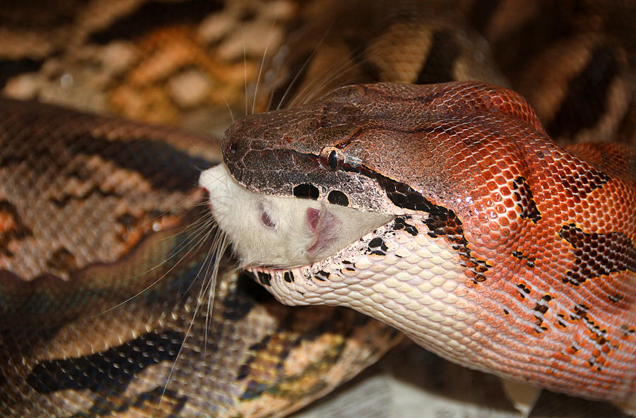 Acrantophis Python Acrantophis madagascariensis by SkyDarko on DeviantArt