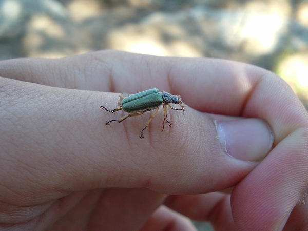 Junebug Inmotion Junebug by derisional-stock on DeviantArt