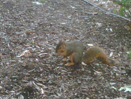 Squirrels are cute