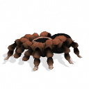 Spore creature - Mexican redknee tarantula PNG