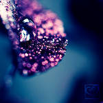Purple Droplet by HeartDriven
