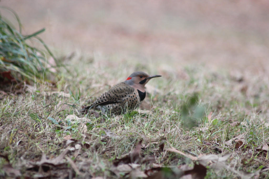 NATURE Bird 8