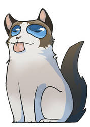 Ragdoll cat for S6