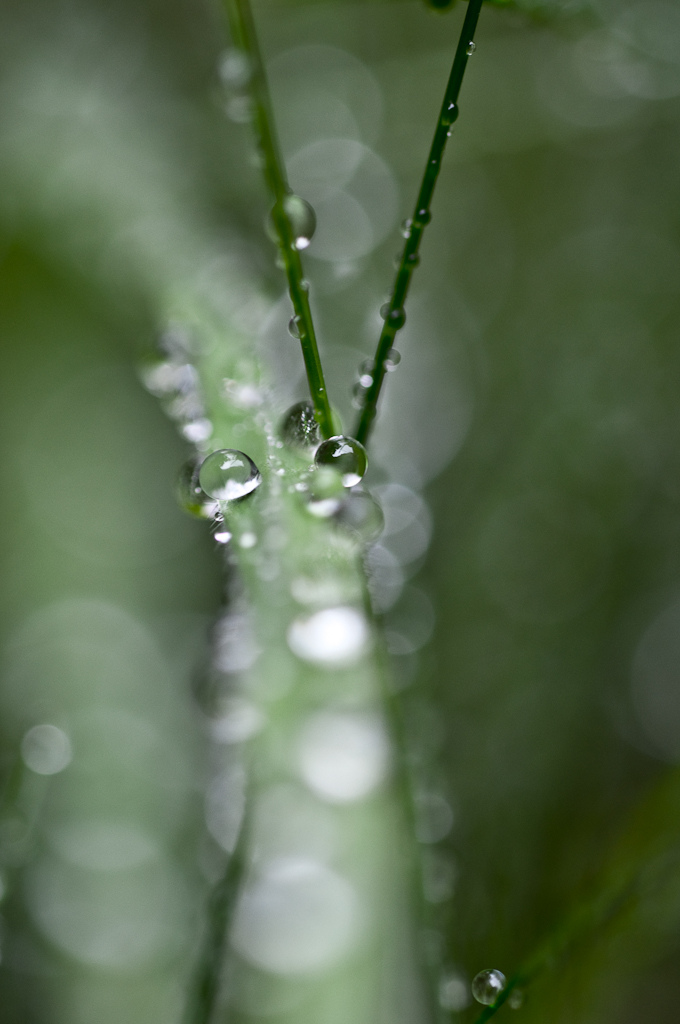 Waterdrops on Gras