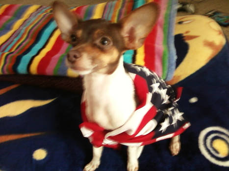 pippy, a true american