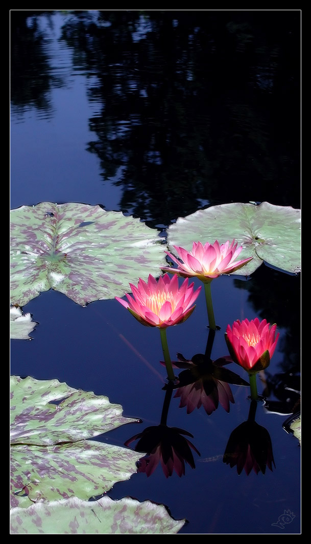 Family _ Pond Lily