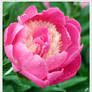 Pink Peony