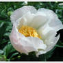 Light Pink Peony