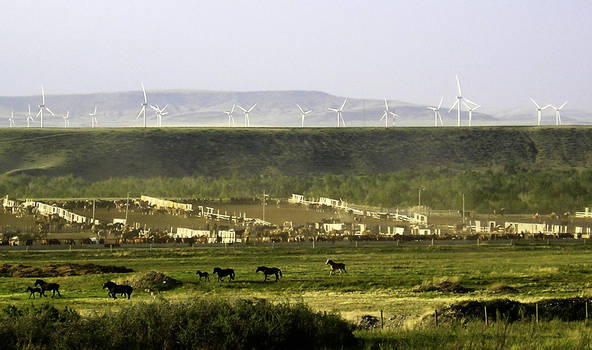 Windmills and horses