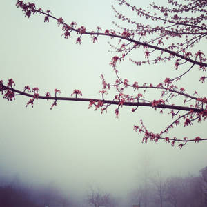 Mist Spring