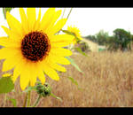 Girasol by loryostos