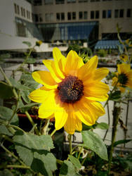 SUN!(flower)