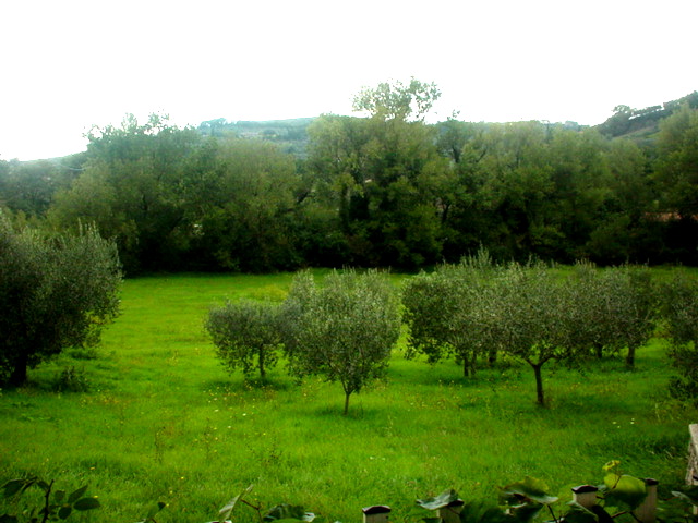 Olive orchard