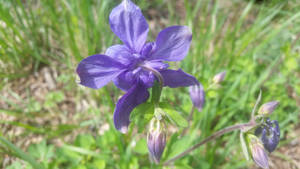 Purple Flower