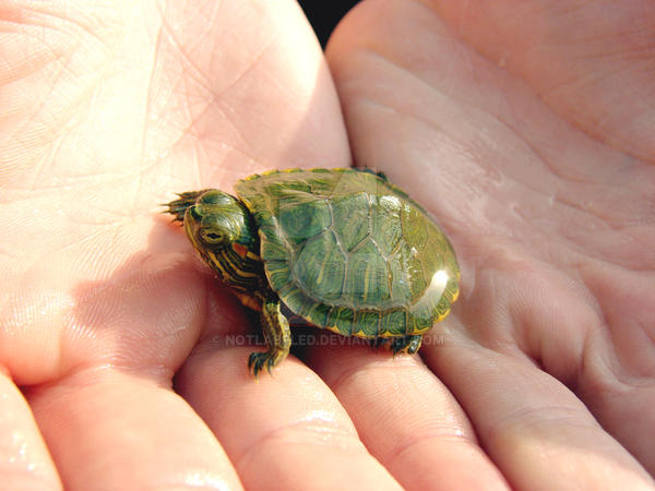 Tiny turtle 2