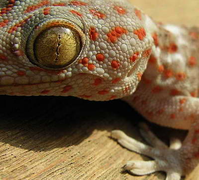 Lizard _ gecko