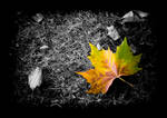 Fallen 2 by JMarie-Photography