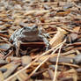 Toad (3)