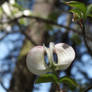 Dogwood (unbloomed) 2