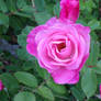 Pink Rose