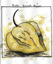 Scotch Bonnet Pepper Illustration