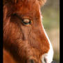 Dartmoor Ponies 3 of 5