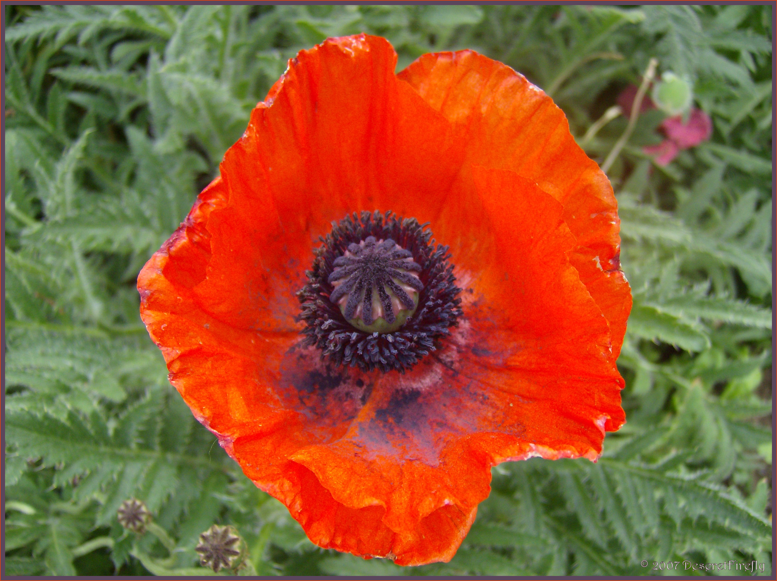 Orange Poppy