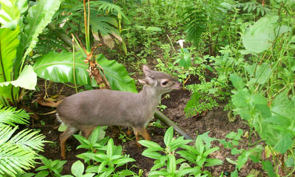 Dik Dik - B