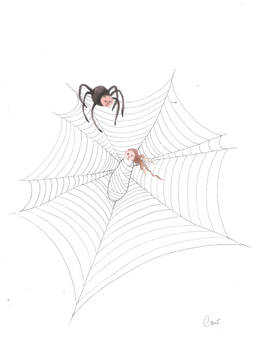 Spider Web