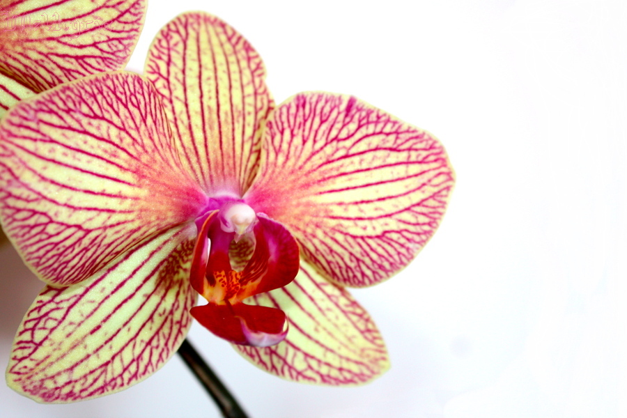 Orchid