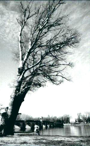 tree and bridge